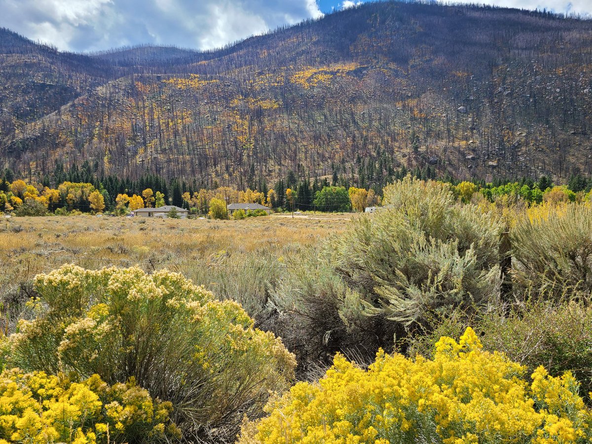 QuirkyGardener's tweet photo. In other news, went on an adventure up the Poudre Canyon to find signs of Autumn. No regrets! #cowx #Autumn #leafpeeping #noco #poudreriver #Cameronpass #Colorado @Colorado https://t.co/TdOc0cuxBn