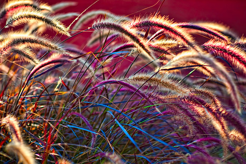 NikkiDale's tweet photo. Foxtails, Venice Beach, California #Foxtails #VeniceBeach #California https://t.co/4LPXsmhoq7 https://t.co/6PaJ4oczbT