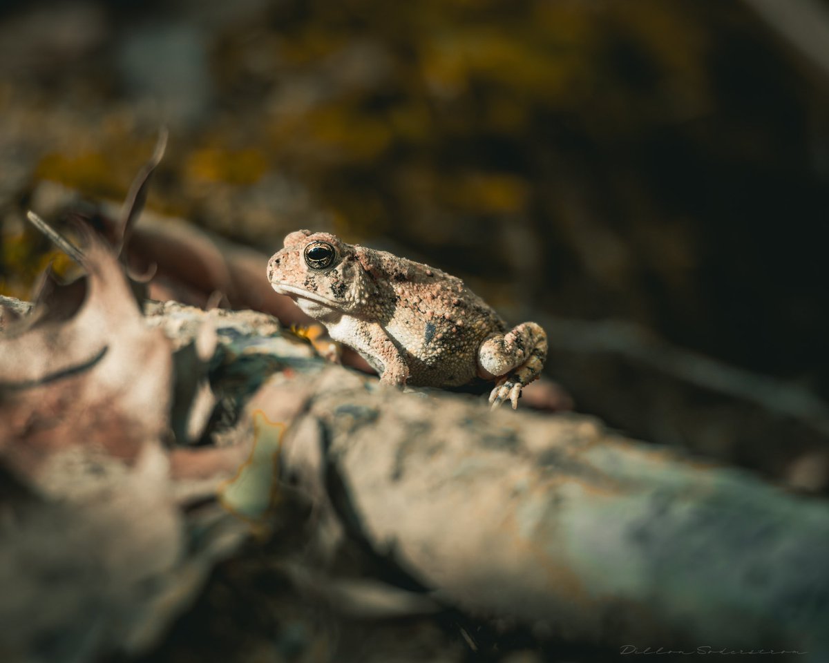 AbitaFox's tweet photo. Day 275 of the 365 Challenge
Out a lot today. Maybe too much because now my allergies are killing me. But I did find this little bitty toad.
.
.
.
.
.
.
.
.
.
#365challenge #toad #amphibian #wildlife #wildlifephotography #nature #naturephotography #outdoors #fowlerstoad https://t.co/ZJ2RI7euzL