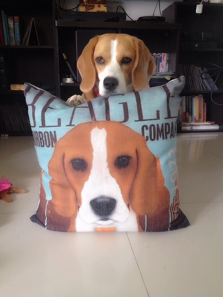 ChutiprapaL's tweet photo. My dog is cutest @beaglefacts https://t.co/Xcyph7nKrT