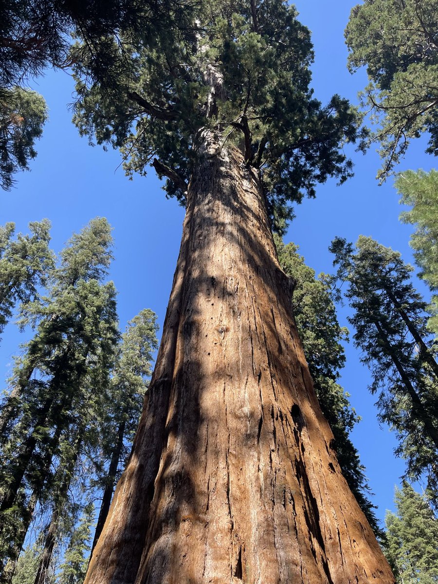 khalilmona1's tweet photo. Here’s this gentle giant (General Sherman) in late August 2023. Just seeing and being among these sequoias can change everything. https://t.co/QLzX2RpCq9