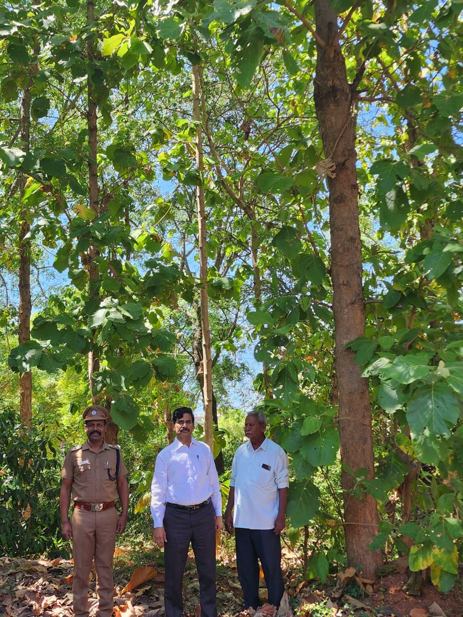 erasaravanan's tweet photo. கடலூரில் பணியாற்றிய போது நட்ட மரக்கன்றுகளை 30 வருடங்களுக்கு பிறகுபோய் பார்த்திருக்கிறார் #இறையன்பு ஐஏஎஸ். கன்றுகளாக நடப்பட்டவை ஓங்கி உயர்ந்த மரங்களாக செழித்து நிற்க ஆச்சர்யமும் அன்புமாய் கலங்கி இருக்கிறார். அன்றைய சிறு முயற்சி, இன்றைக்கு ஒரு காட்டையே உருவாக்கி இருக்கிறது. #மரம் https://t.co/3DjqVB3E86