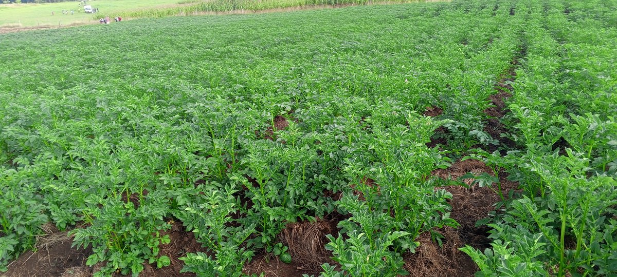 Kalasinga_01's tweet photo. Good morning #POTATO #Farmers. #farming is beautiful. It's a great Tuesday morning #ChinaandRussia #Starlink #UNsecuritycouncil #Haiti #Ukrainian #Israel #PastorNg #Omosh #SaudiArabia #LazimaiWork #Deactivate #Somalia #earthquake #Ronaldo #Musk #Waiguru #SouthAfrica #ChelseaFC https://t.co/TV5939oNBb