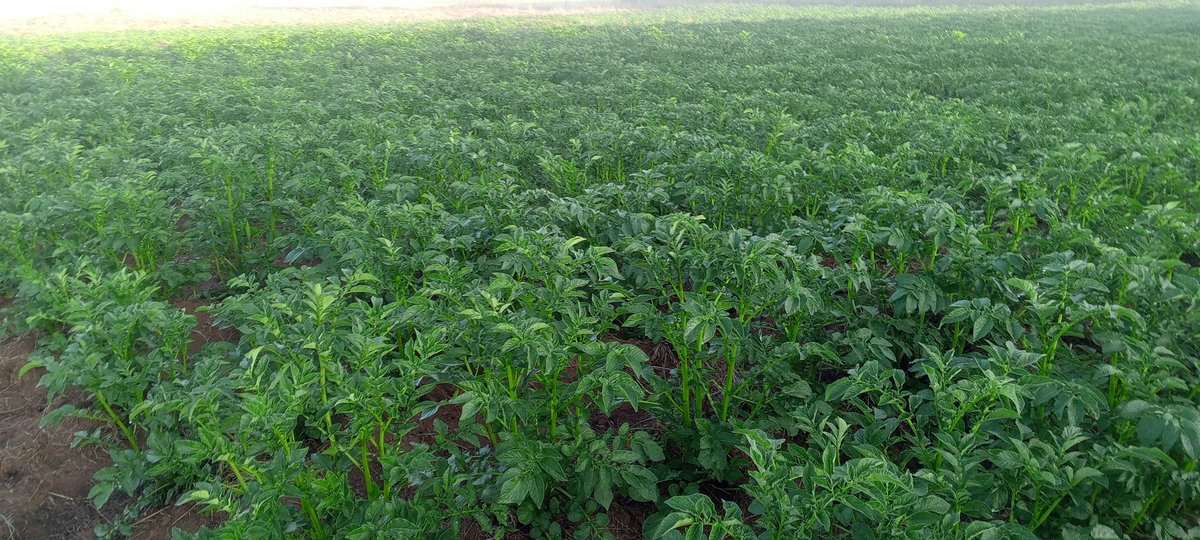 Kalasinga_01's tweet photo. Good morning #POTATO #Farmers. #farming is beautiful. It's a great Tuesday morning #ChinaandRussia #Starlink #UNsecuritycouncil #Haiti #Ukrainian #Israel #PastorNg #Omosh #SaudiArabia #LazimaiWork #Deactivate #Somalia #earthquake #Ronaldo #Musk #Waiguru #SouthAfrica #ChelseaFC https://t.co/TV5939oNBb