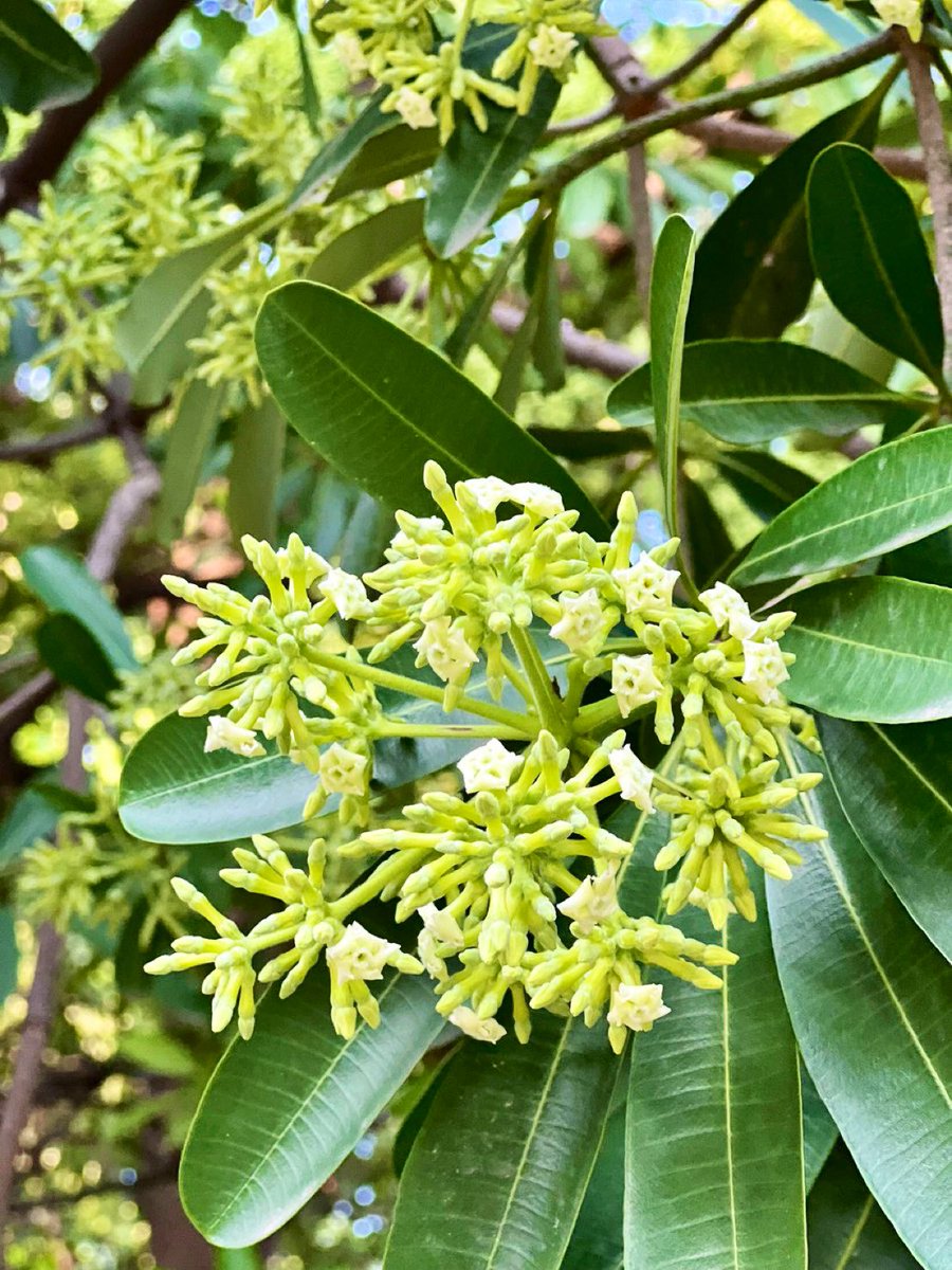 rameshpandeyifs's tweet image. Flowering has begun in Alstonia scholaris as the winters are nearby. 

By which name do you know this tree? #TreesOfDelhi