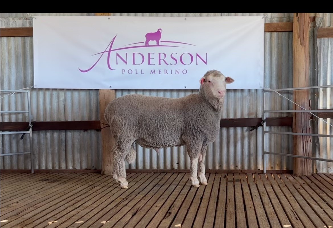andersonpolls's tweet photo. Videoing sale rams for the Auctions Plus catalogue and lot 16 kept a photo-worthy pose under the banner like the ram in our logo.
All sale rams will be penned individually for our Inspection Day tomorrow (Wednesday) 10am-1pm
#AndersonRams
info@andersonrams.com.au for a list https://t.co/mrsT6ipqgW