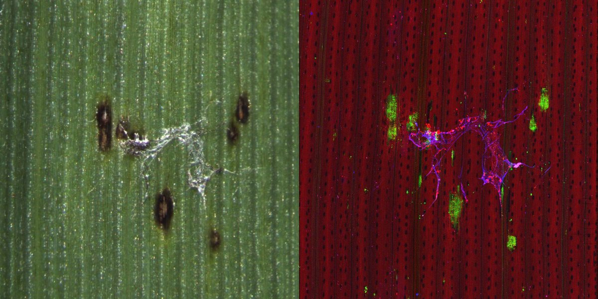 theCCDM's tweet photo. Check out these images of yellow spot in wheat taken at the @ausynchrotron. You can see elemental re-distribution match up with visible symptoms, including blue Cu in the mycelia, red Ca showing stomata distribution and green Mn in the lesions. @MegWillans @FatiNaim @MarkGibberd https://t.co/dszdZSfXZe