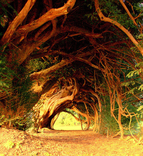 1000 Year Old Yew Tree, West Wales #1000YearOldYewTree #WestWales janellesteele.com