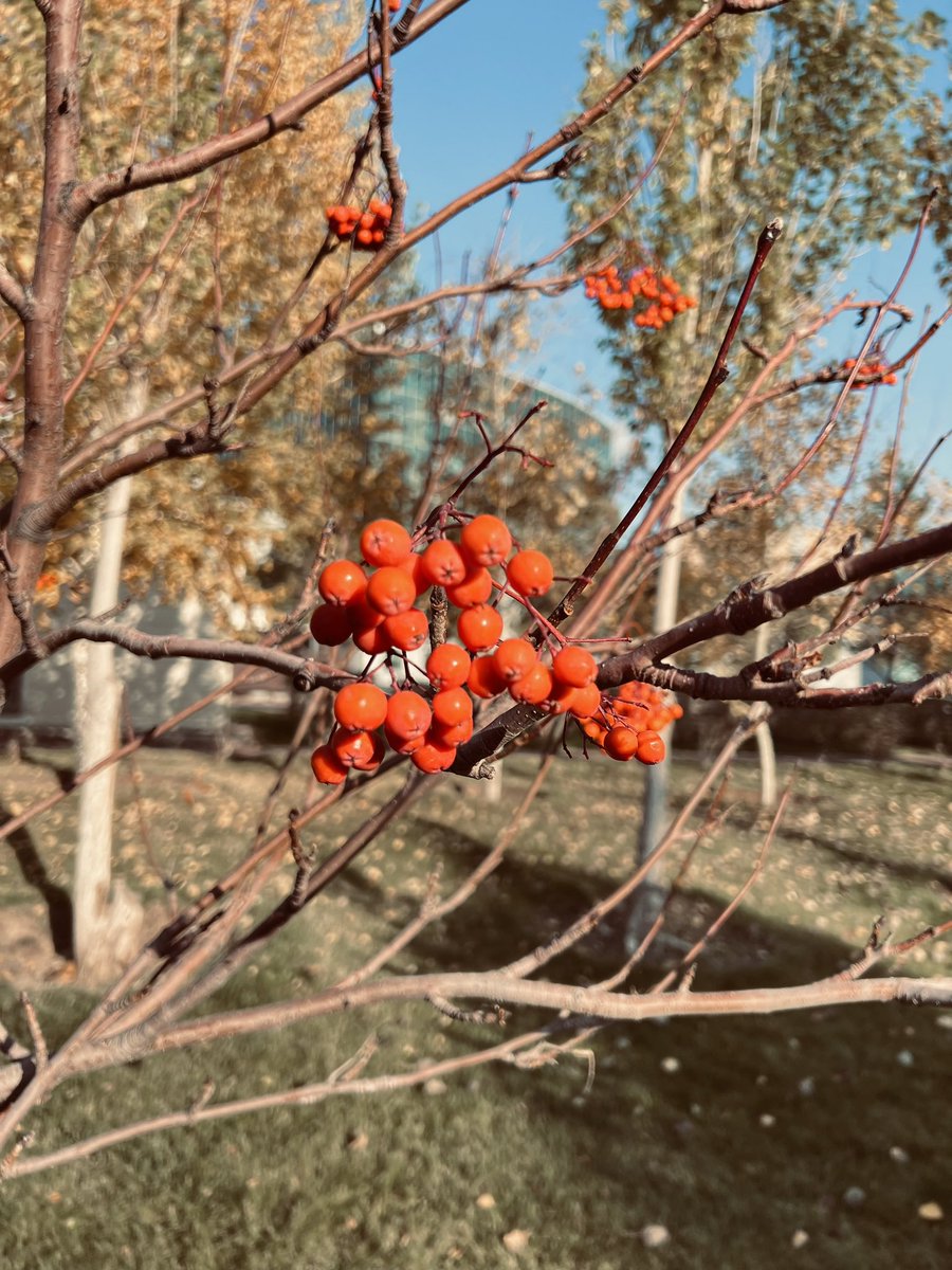 a_mukassh's tweet photo. Richert - November https://t.co/g2HMmUymYa