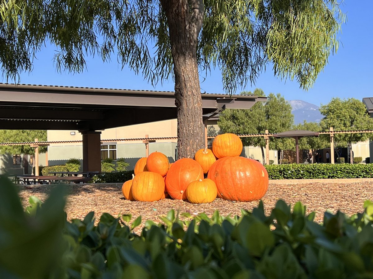 rms_tigers's tweet photo. It’s beginning to a lot like……FALL!!! Check out our home grown pumpkins. Straight out of our RMS garden. #rialtomiddleschool #integrityanddetermination https://t.co/7Shb0vp0Oj