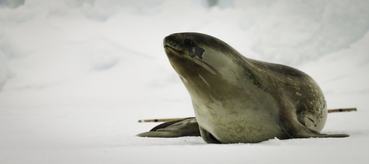 .@JacaDrive, you talked about international #seal day. Did you know there's an #Antarctic seal species called the Ross seal...or a 'Roz Rob'. It is the scarcest & least studied species & behaves unlike any other! We at @UPTuks & @unisa in 🇿🇦 are doing the ONLY research on them!