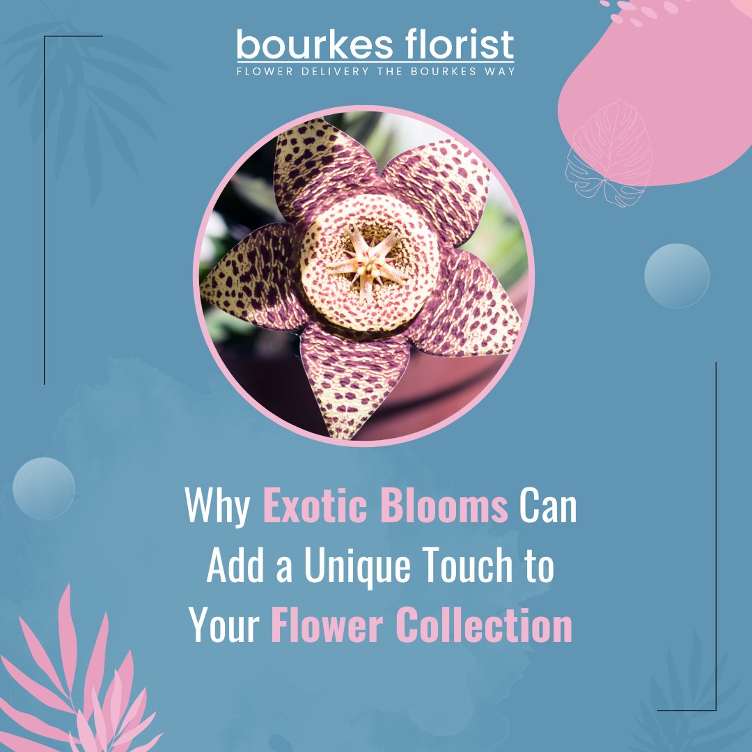 Explore the world of rare and stunning blooms! Check it out here:bourkesflorist.com.au/blog/why-exoti…

 #BourkesFlorist #ExoticFlowers #FloralCollection #UniqueBlooms #FlowerEnthusiast #BouquetGoals #BotanicalBeauty #RareFlowers #FloralArtistry