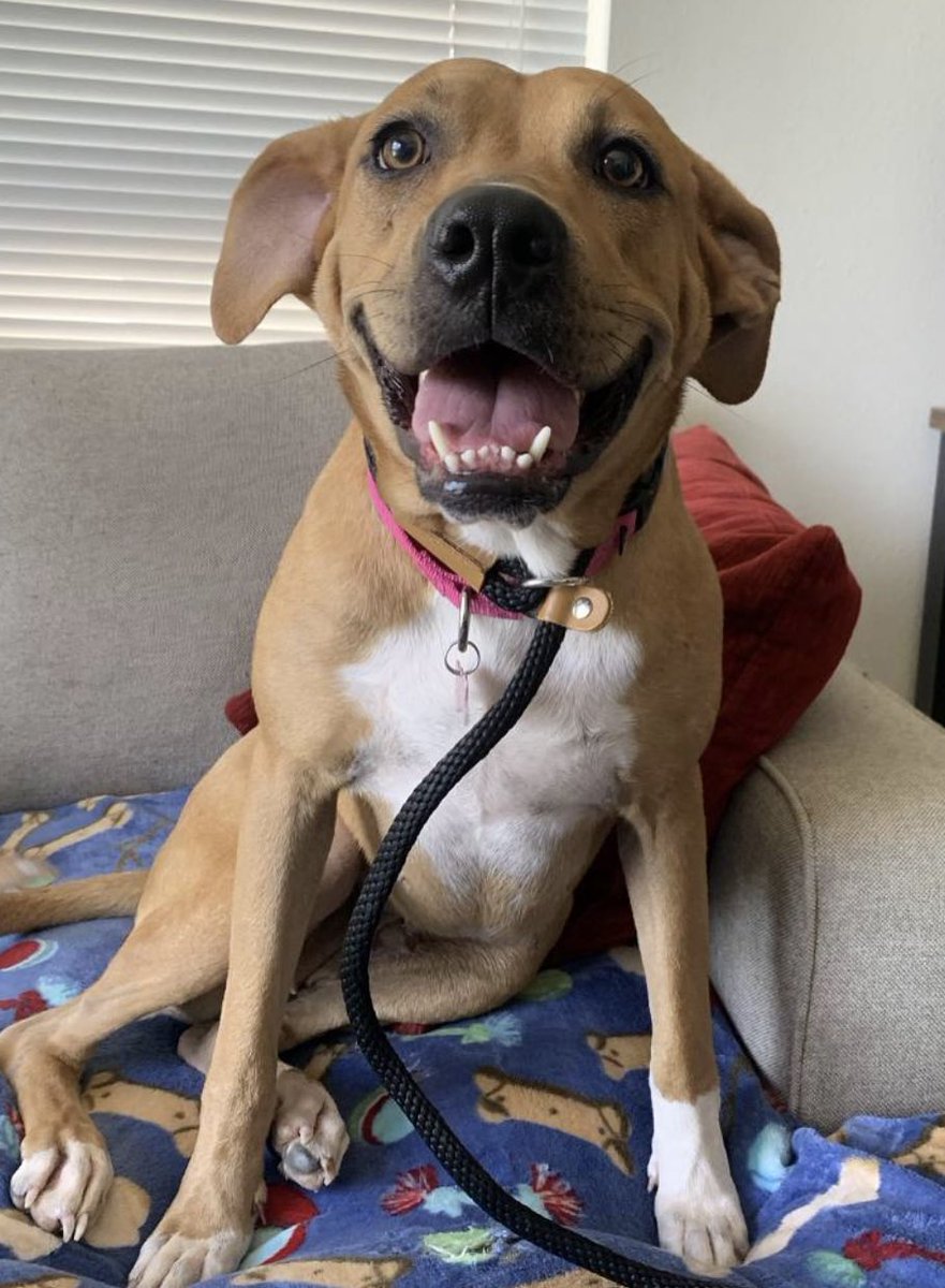 DogGoneSeattle's tweet photo. Someone out there is going to be super happy they found 
💙Posey💙 They are going to wonder how they ever lived without her. 

"Posey is the happiest, friendliest girl! She is always wagging her tail and smiling, always happy to be doing whatever she is doing!" 
#Adopt #Seattle https://t.co/IDvvFgeYcV