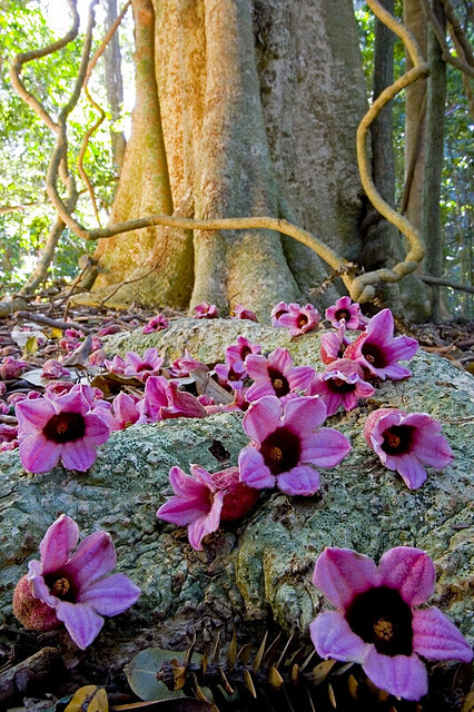 Tropical Flowers, Bunya Mountains, Australia #TropicalFlowers #BunyaMountains #Australia janicemarsh.com