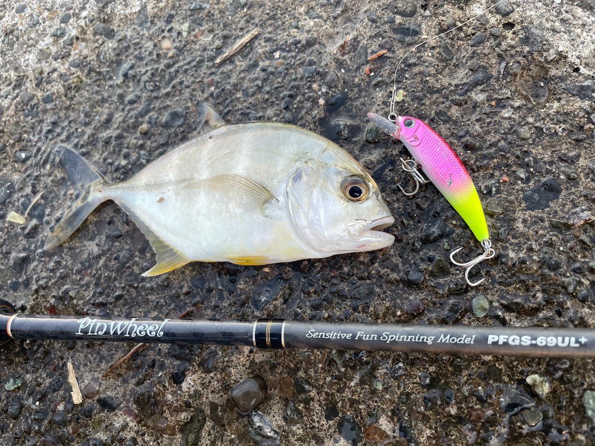 palms_global's tweet photo. Light Game Fishing with Degree in Japan 🇯🇵
Rod: Pinwheel 69UL+
Lure: Degree
#palmsfishing #lightgame #lightgamefishing #microjigging @palms_japan https://t.co/wWskqqmpy8