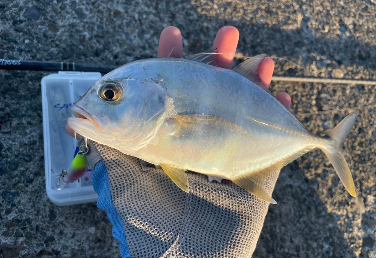palms_global's tweet photo. Light Game Fishing with Degree in Japan 🇯🇵
Rod: Pinwheel 69UL+
Lure: Degree
#palmsfishing #lightgame #lightgamefishing #microjigging @palms_japan https://t.co/wWskqqmpy8