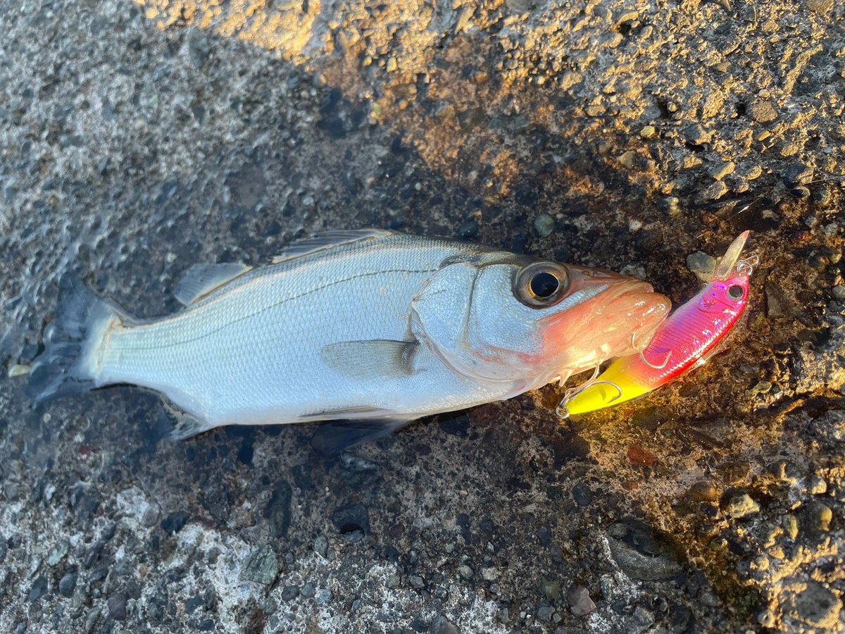 palms_global's tweet photo. Light Game Fishing with Degree in Japan 🇯🇵
Rod: Pinwheel 69UL+
Lure: Degree
#palmsfishing #lightgame #lightgamefishing #microjigging @palms_japan https://t.co/wWskqqmpy8