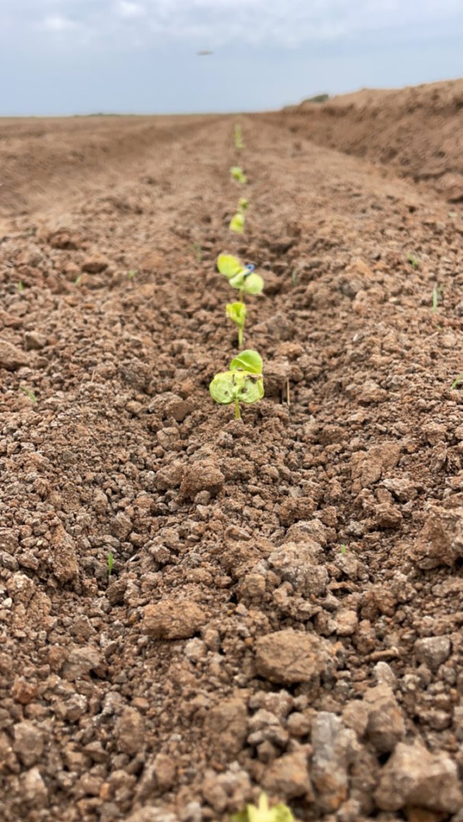 Nick Ronfeldt (@nickronfeldt) on Twitter photo Cotton 23/24 poking out of the ground, 7days after planting here in the south, better start then last year. All sown before end of Sep - very rare occasion, there just going to need helmets and hoodies on this week 🤞🏻#whittonnsw <a href="/SouthernValleys/">Southern Valleys Cotton Growers Association</a> <a href="/CottonAustralia/">Cotton Australia</a> Cotton 23/24 poking out of the ground, 7days after planting here in the south, better start then last year. All sown before end of Sep - very rare occasion, there just going to need helmets and hoodies on this week 🤞🏻#whittonnsw <a href="/SouthernValleys/">Southern Valleys Cotton Growers Association</a> <a href="/CottonAustralia/">Cotton Australia</a>
