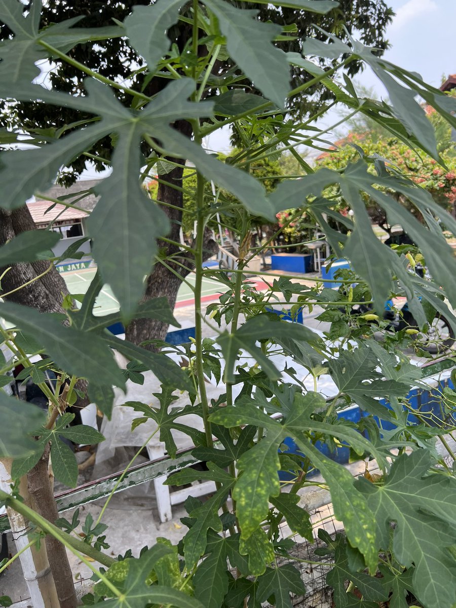 Wawan Fury tweet media