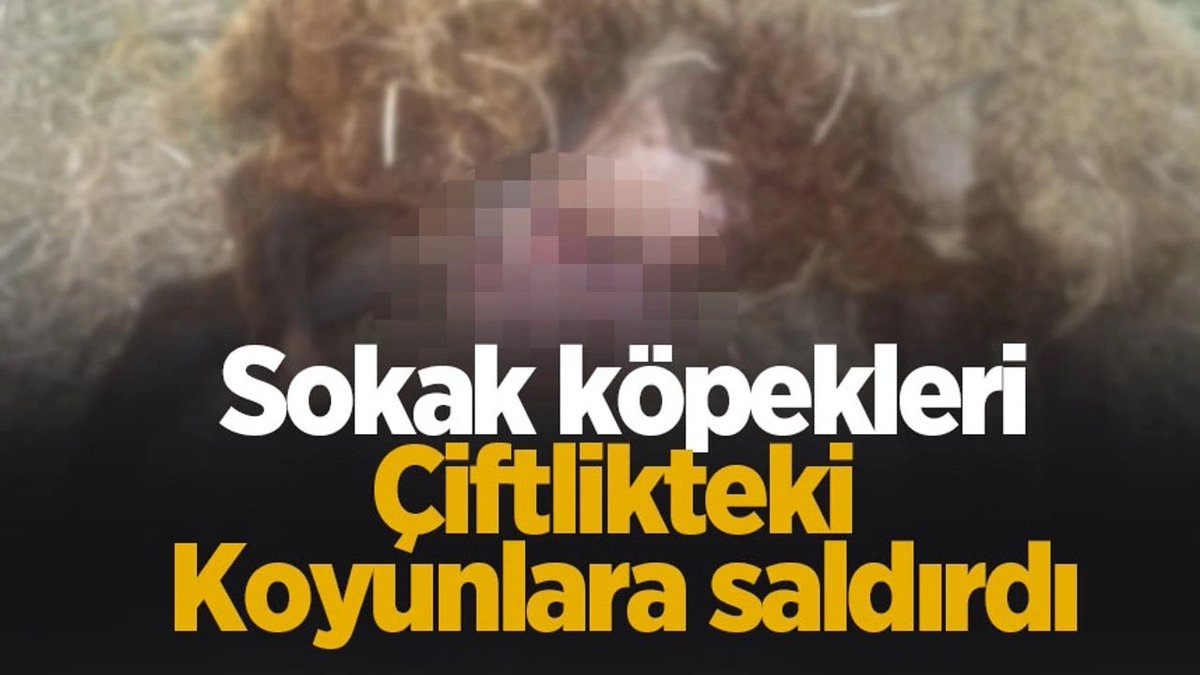KÖPEK FAŞİSTİ DERNEKLER VE BAROLAR SUSKUN!

<a href="/Sakaryabld/">Sakarya Büyükşehir Belediyesi</a> <a href="/sakarya_tarim/">Sakarya İl Tarım ve Orman Müdürlüğü</a> <a href="/SakaryaValiligi/">T.C. Sakarya Valiliği</a> 

Sakarya Kaynarca Dudu Mahallesi'nde yumurta işletmesi sahibi Mehmet Köroğlu'na ait çiftlikte bulunan 15 koyun ve çeşitli kanatlı hayvanlara başıboş köpekler saldırdı.
Vatandaşın zararı