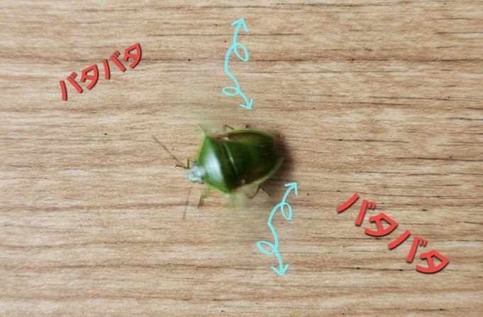 カメムシが大量発生してるてここ最近よく聞くけど、確かにあちこちで見かけるし家のベランダにも飛来してて捕まえた笑 あの嫌な臭いを出される事も全然なく今まさに飛び立とうとしてる瞬間に撮影タイム&hellip;  あとはそっと逃がしてどうか最期まで邪魔される事なく生命を全うして欲しいて願うばかり。。。<a href="/tag/%E8%87%AA%E5%88%86%E3%81%AE%E5%A3%B0"class="tags"><span>#自分の声</span></a><a href="/tag/%E5%A5%BD%E3%81%8D%E3%81%98%E3%82%83%E3%81%AA%E3%81%84"class="tags"><span>#好きじゃない</span></a><a href="/tag/%E7%90%86%E6%83%B3%E3%81%AE%E5%A3%B0%E3%81%AF"class="tags"><span>#理想の声は</span></a>