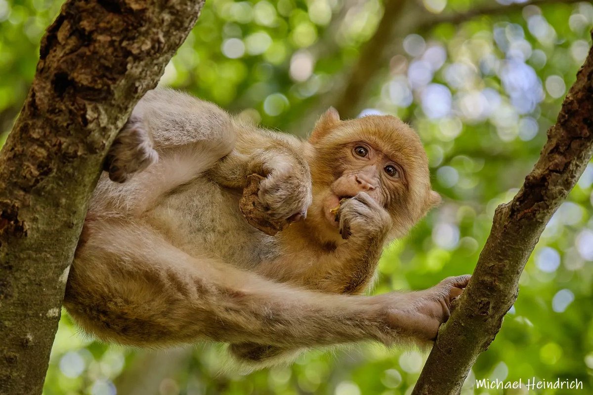 Affenbergsalem's tweet photo. Heute am Tag der Deutschen Einheit haben wir für Dich von 10-17 Uhr geöffnet.🐒  
Bitte beachte, dass der letzte Einlass um 16 Uhr ist. Wir wünschen Dir viel Freude beim Besuch.
#affenbergsalem #affenberg #monkey #tagderdeutscheneinheit #entspannen #alltagentkommen #spaziergänge https://t.co/cUsZU15oMZ