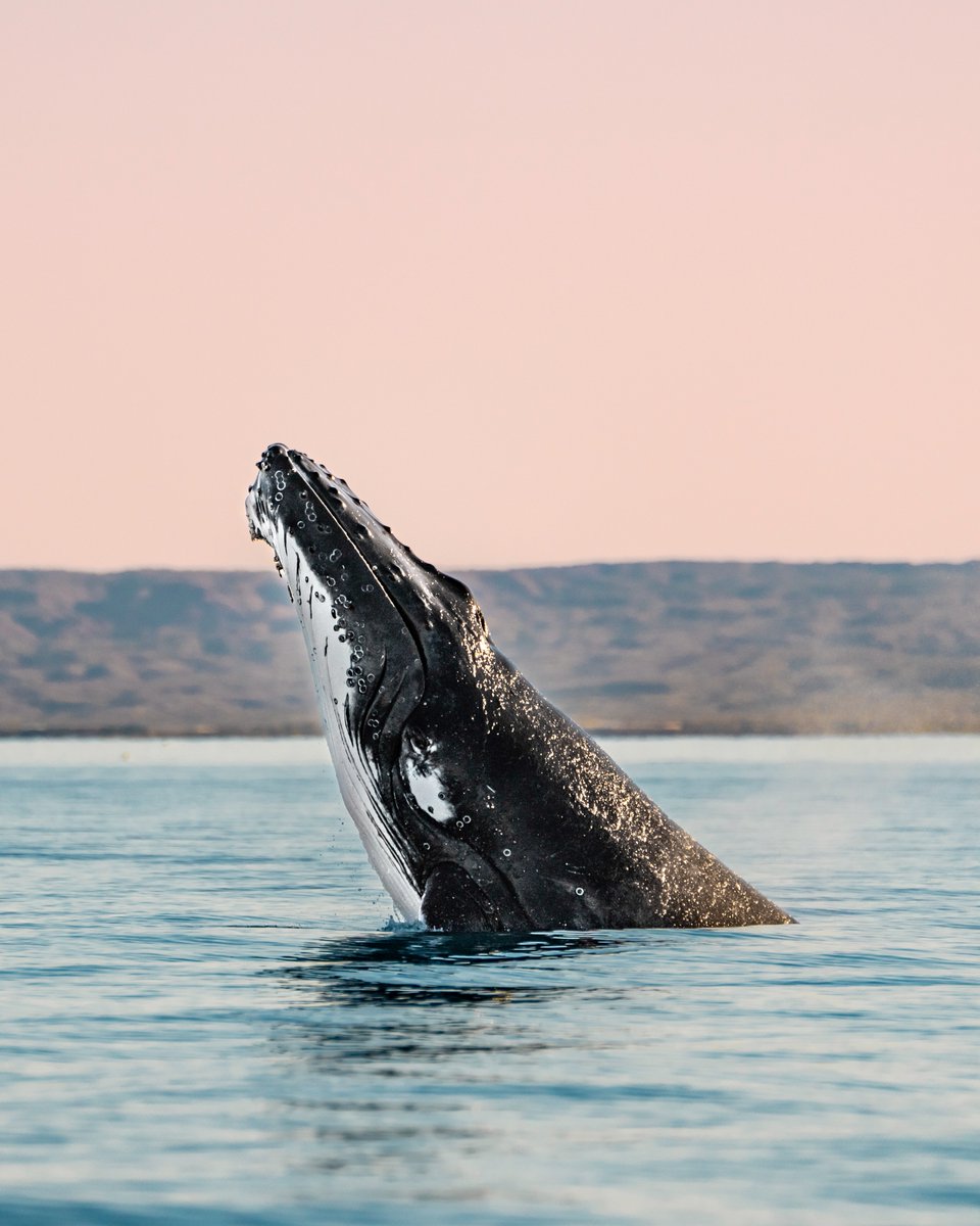 The humpback highway doesn't stop in #NingalooReef. Like many of Nyinggulu's visitors, humpback whales rely on #ExmouthGulf for a chance to feed, raise young, and shelter.

Incredible imagery by Ollie Clarke, Exmouth Gulf 🐋