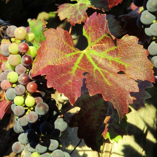FFormarsi's tweet photo. Foto 1 esempio di #Flavescenza Dorata della vite
Foto 2 esempio di mal dell'esca 
Non si tratta di #foliage autunnale, ma di due #flagelli che colpiscono le viti!
#nofilter #autunno #autumn #vinediseases https://t.co/xrt7TlDla9