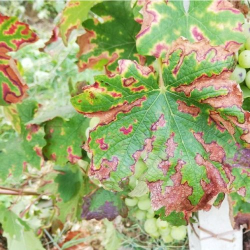 FFormarsi's tweet photo. Foto 1 esempio di #Flavescenza Dorata della vite
Foto 2 esempio di mal dell'esca 
Non si tratta di #foliage autunnale, ma di due #flagelli che colpiscono le viti!
#nofilter #autunno #autumn #vinediseases https://t.co/xrt7TlDla9
