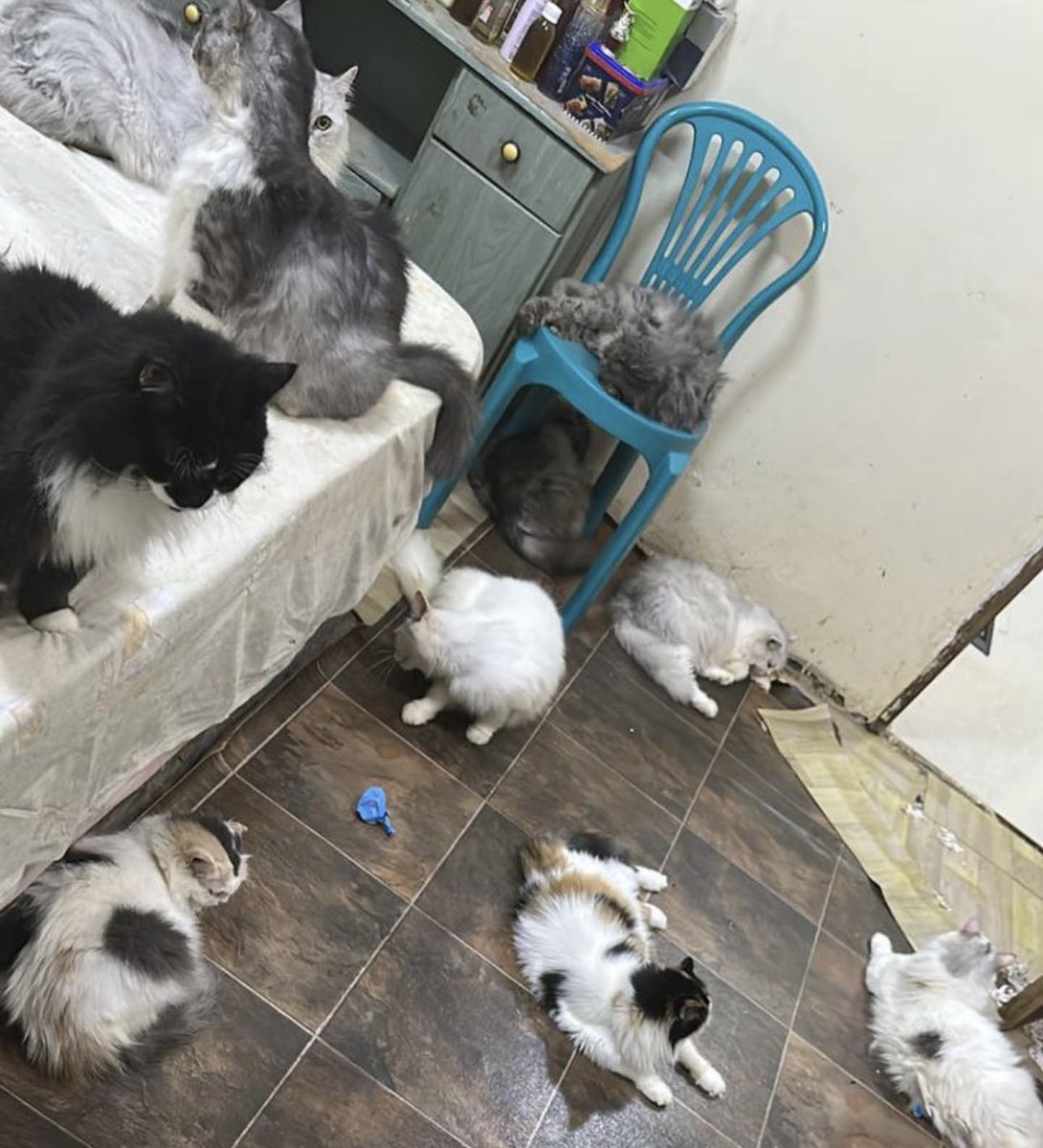 Soft_Paws tweet media