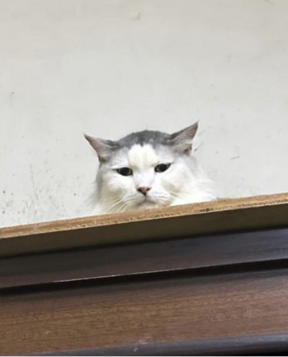 Soft_Paws tweet media