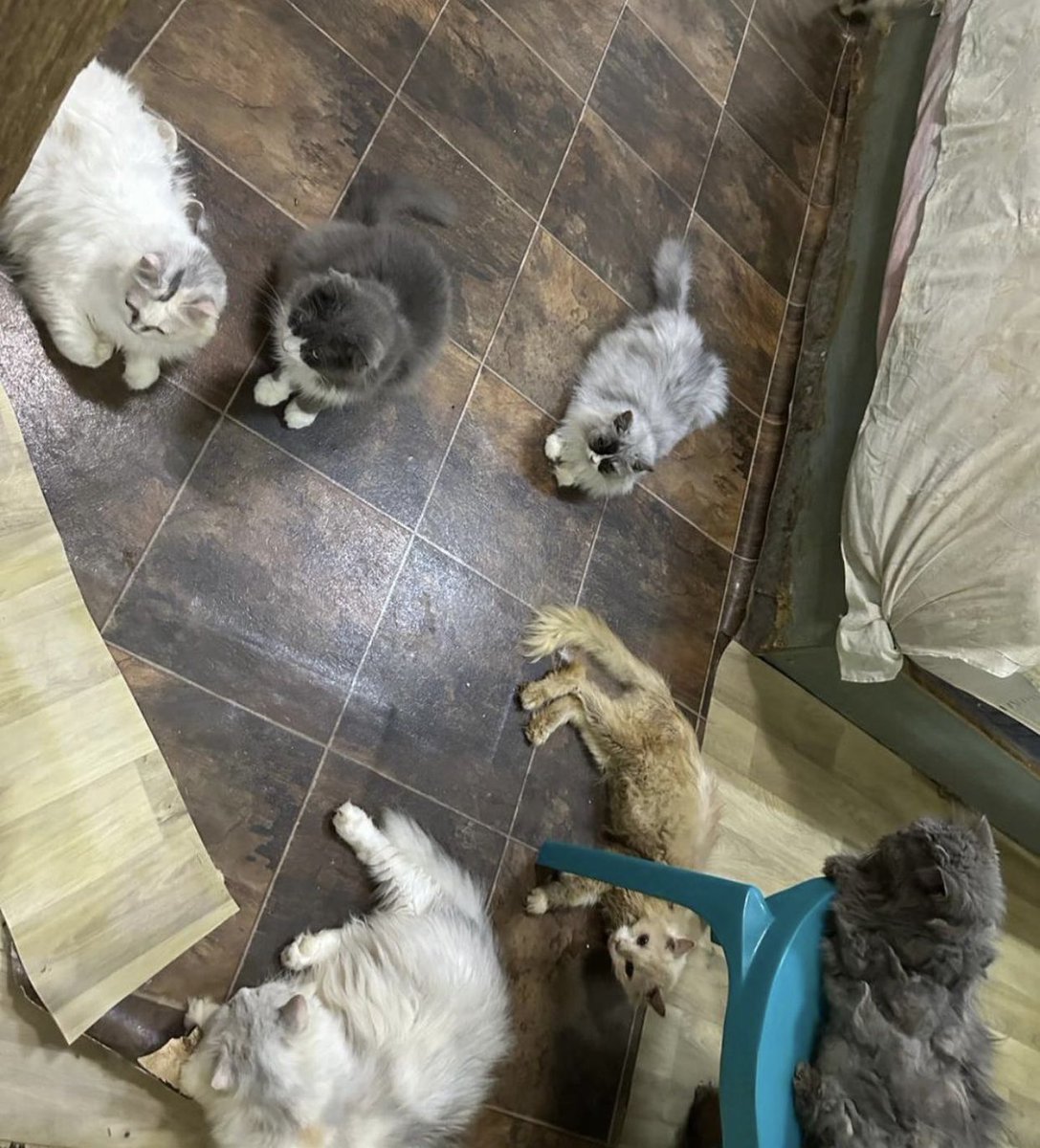 Soft_Paws tweet media