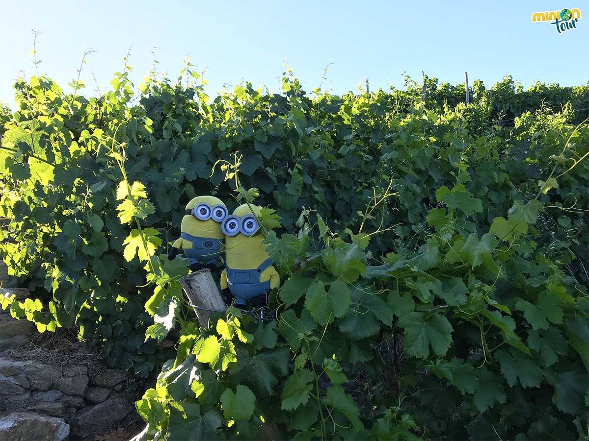 A veces nos da por camuflarnos en los viñedos 🍇​, como cuando visitamos la Bodega #ReginaViarum 🍷​. Solo lo hacemos cuando no es época de vendimia, que sino seguro que nos lían ​😇​. 👉 bit.ly/ReginaViarum @BDReginaViarum @ribeirasacrado @RibeiraSacra_ @ribeirasacraCT