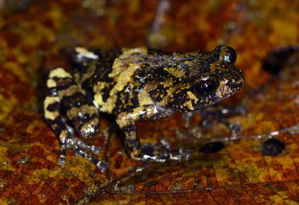 Zootaxa's tweet photo. Gray versus yellow ventral coloration: Identity, distribution, color polymorphism and molecular relationships of the microhylid #frog Platypelis mavomavo Andreone, Fenolio &amp; Walvoord, 2003
https://t.co/hRyKX0Zql6
#Taxonomy https://t.co/bZfFIxvBJE