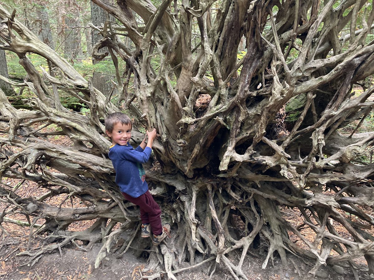 He may have been born in #Colorado, but this kid now has roots in #Montana. Fortunately they didn’t fit in the car, nor would <a href="/GlacierNPS/">Glacier National Park</a> allow it.