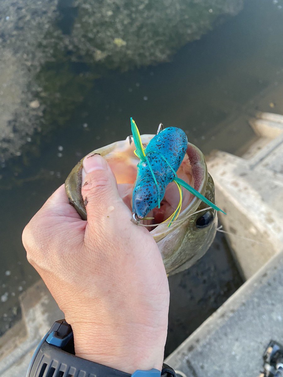 kxgYNig3anBTK6t's tweet photo. 本日は
ヤスの野池釣果報告
ardea58を使ってラリバー&パンチングで2本キャッチ
いよいよ秋らしくなってきたのかも
#フィッシング
#hamazu
#ardea70
#ardea69
#ardea58
#tulala
#ツララロッド
#バスロッド
#フロッグロッド
#ハマズロッド
#バスフィッシング https://t.co/NgpwCg7YEe