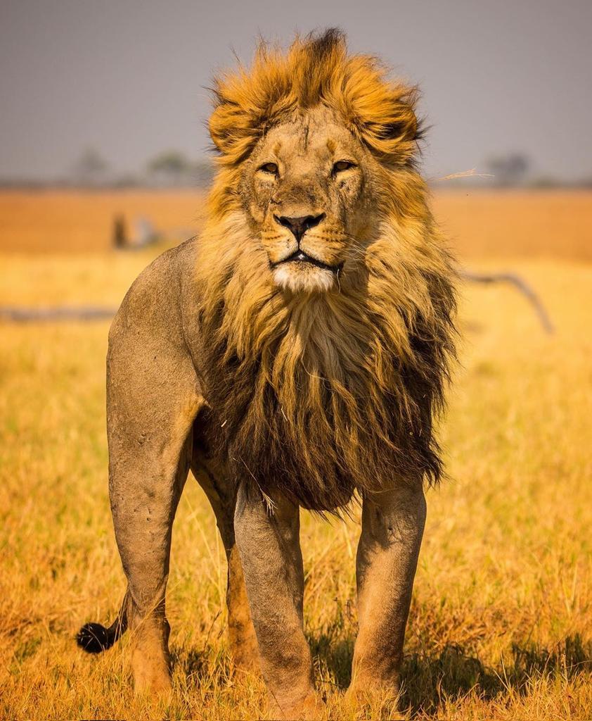 VisitTanzania1's tweet photo. Serengeti National Park 🇹🇿 https://t.co/urZTQ4pZ2p