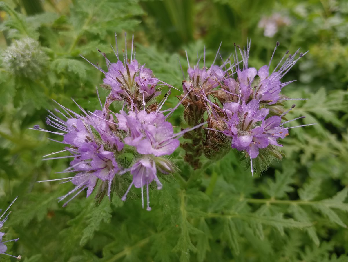 Tansy-leaved Phacelia. Related to Borage, good as a green manure and beloved of honey bees and hoverflies, it's an import from California. This one's rather late to flower. #wildflowerhour #phacelia #nonnativeplants #allotments #greenmanure #TwitterNatureCommunity