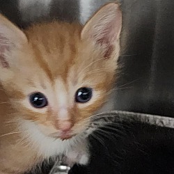 PeterAskin1's tweet image. Adorable orange/white kitten "BB5" 231291BO is at Public Animal Welfare AKA PAWS a high-kill shelter) in #RomeGA needs out now! To adopt this waif boy phone (706) 236-4537 or email amanda.williams@floydcountyga.org Pledges too will save this precious life! (VERY URGENT!
