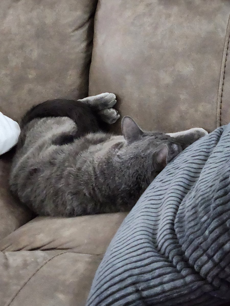 jenn_tastic's tweet photo. Comfy kitty https://t.co/HxIKqEdwBf