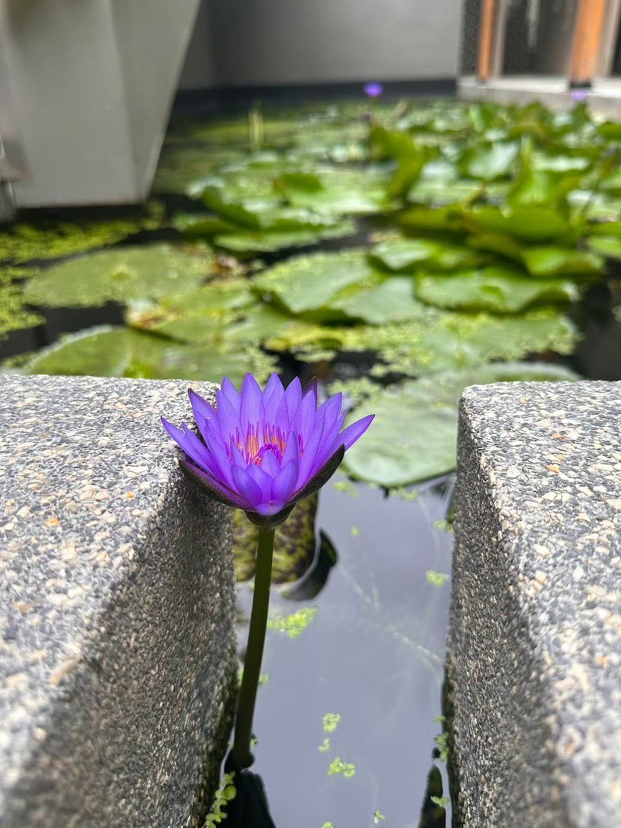 renzuni's tweet photo. spent some leisure time in bangkok 👀🍃 https://t.co/Xqbzu8Ba0h