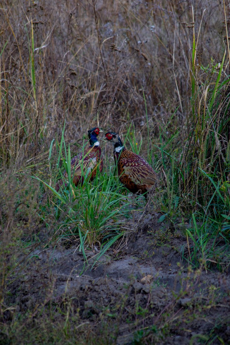 Фазаны в лесу

#pheasants #nature #green #brown #red #blue #forest #wood #grass #outdoor #birds #animals #photo #NikonD3100 #Nikkor55200