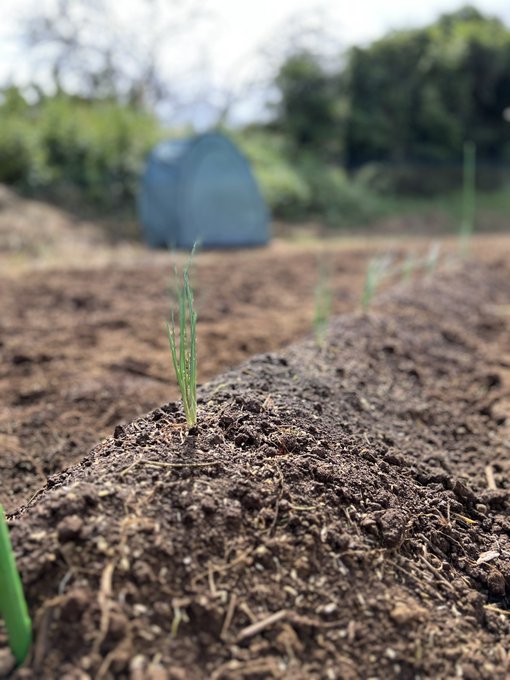 白菜、発芽ー！恵の雨、ありがとう！  わけぎ苗もGetできたので植えてきました😎高畝のところは大根とベビーキャロットの種まき。  🧄も植えましたよん。あと自作カカシw https://t.co/jwl