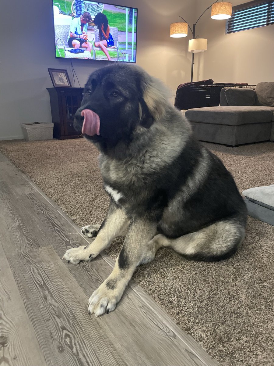 francesaldene's tweet photo. @VanLathan My baby girl Leia 🐶 she’s 9 months old tomorrow!! 🥰 https://t.co/cQvWMAND06