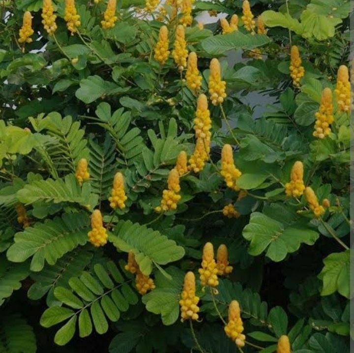 HERBAL WAY TO TREAT MALARIA AND DIABETES 

Make Senna Alata leaf as tea and keep drinking it regularly

Ilebaye Taylor Swift Beyonce Paris Selena Mercy BBNaija. Davido Chooky. Chief Jets 
Nancy Maldonado. True caller. Opay. Garba Shehu. Remi Tinubu. Ibeto. Peter Obi. Arise TV.