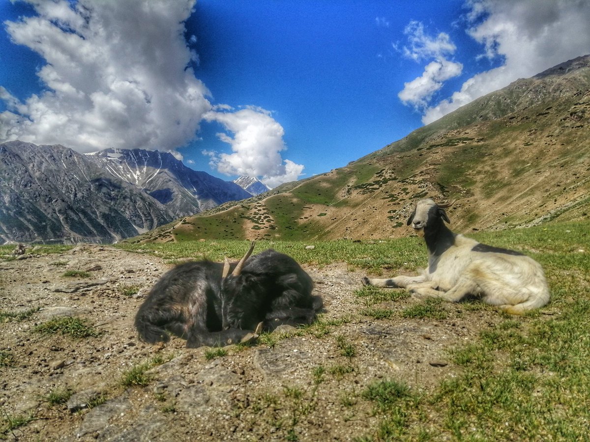 sajidrazaali's tweet photo. Good morning universe!
Have a nice day everyone out there🙏
#RupalValley #goats #mountains https://t.co/yBK2Uo5pCi
