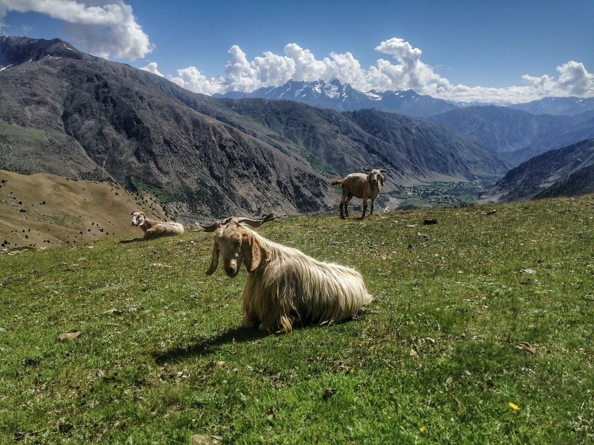 sajidrazaali's tweet photo. Good morning universe!
Have a nice day everyone out there🙏
#RupalValley #goats #mountains https://t.co/yBK2Uo5pCi