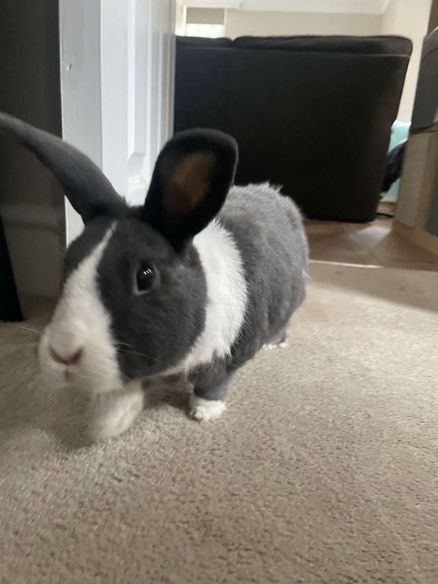 WafflesWillow's tweet photo. I have come for my de floof human. Where is that brush you attack me with 3x a week? Moulting season I hear…. #bunnies #floof #pets #rabbits #cute https://t.co/UhJohgcTeC