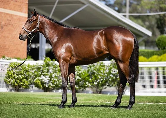 TivertonR2R's tweet photo. Lot 124 - FLYING ARTIE X LATIFA Colt
@inglis_sales  #inglisready2race @BlueGumFarm #FlyingArtie 

It’s the highly regarded Universal Queen family who is headlined at the moment by THINK IT OVER. https://t.co/bY7KQjBdWZ
