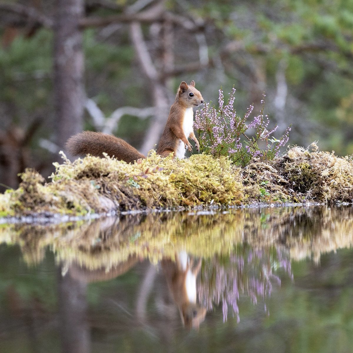 leirdal's tweet photo. Reflections #flatanger #autumn #norway #wildlife #canoneosr5 https://t.co/7XmREDfBCe